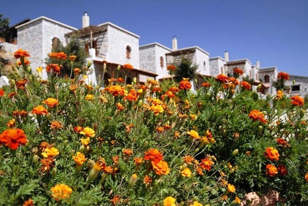 Lefkoritis Resort Askifou Sfakia Petrés 外观 照片